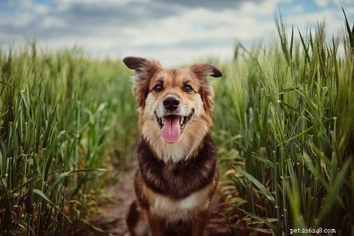 COVID-19:Hoektanden Excel met hond die virus opsnuift in menselijk zweet