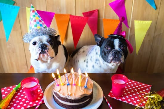 Suggerimenti per organizzare una festa di compleanno per cani questo autunno [aggiornamento 2021]