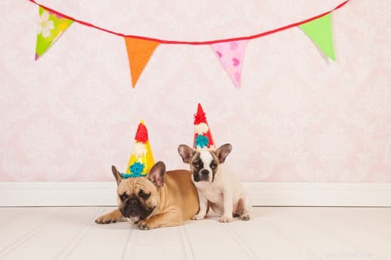 Dicas para planejar uma festa de aniversário de cachorro neste outono [atualização de 2021]