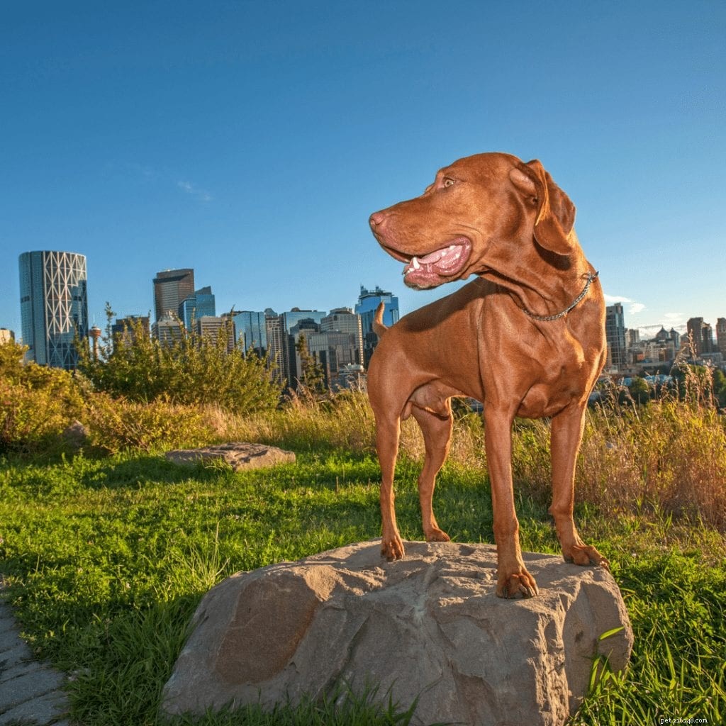 5 città che amano i cani