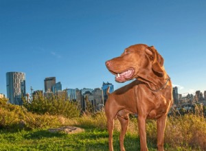 犬を愛する5つの都市 
