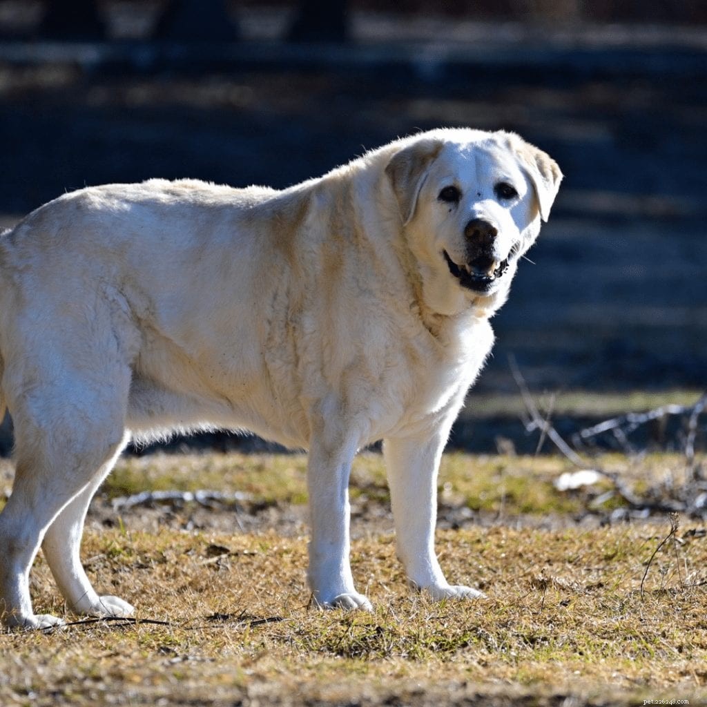10 redenen om een ​​oudere hond te adopteren