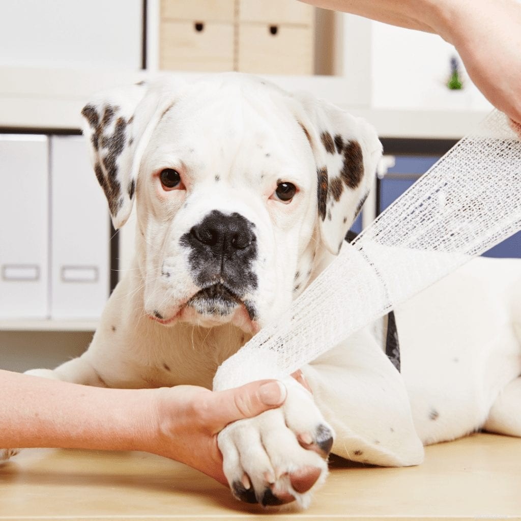 一般的な犬の怪我とそれらを回避する方法 