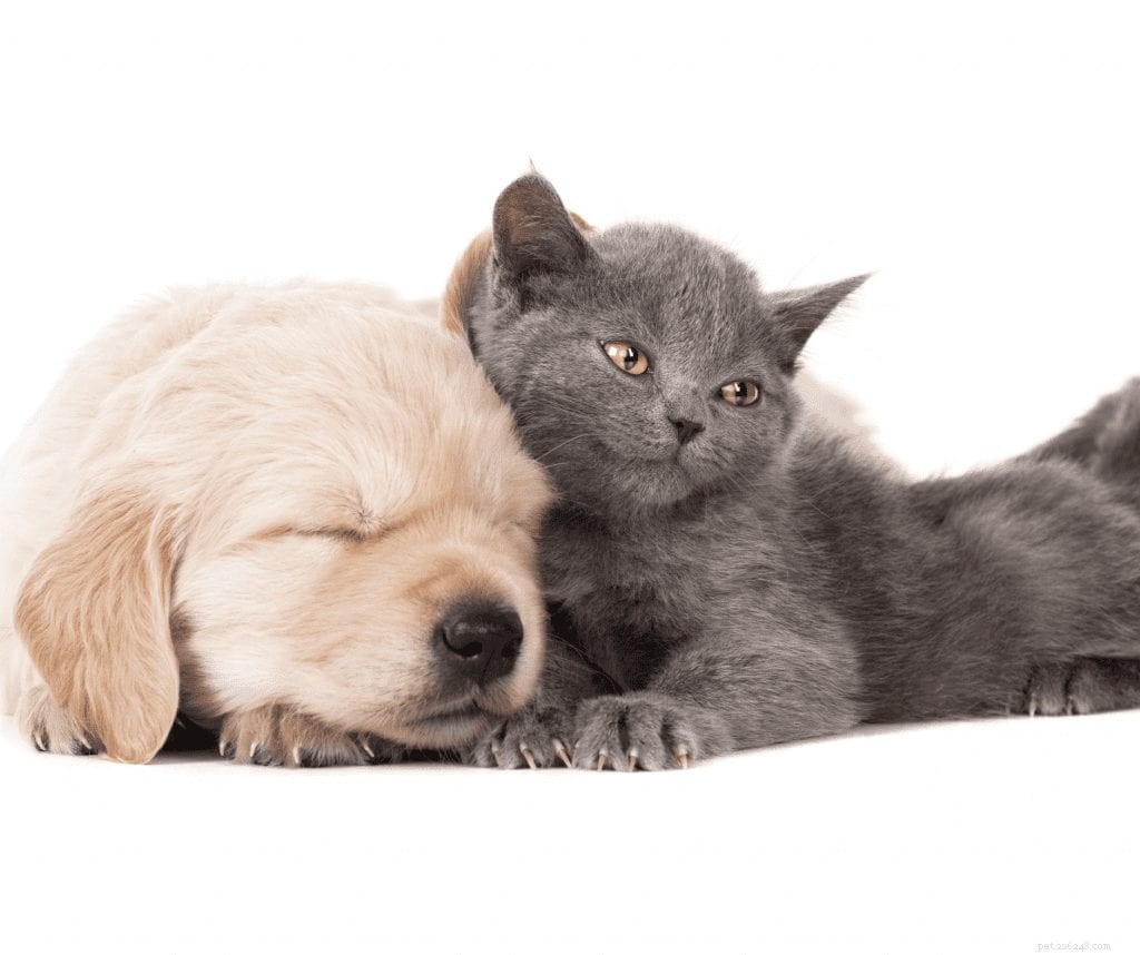 Varför är det så populärt att adoptera husdjur just nu
