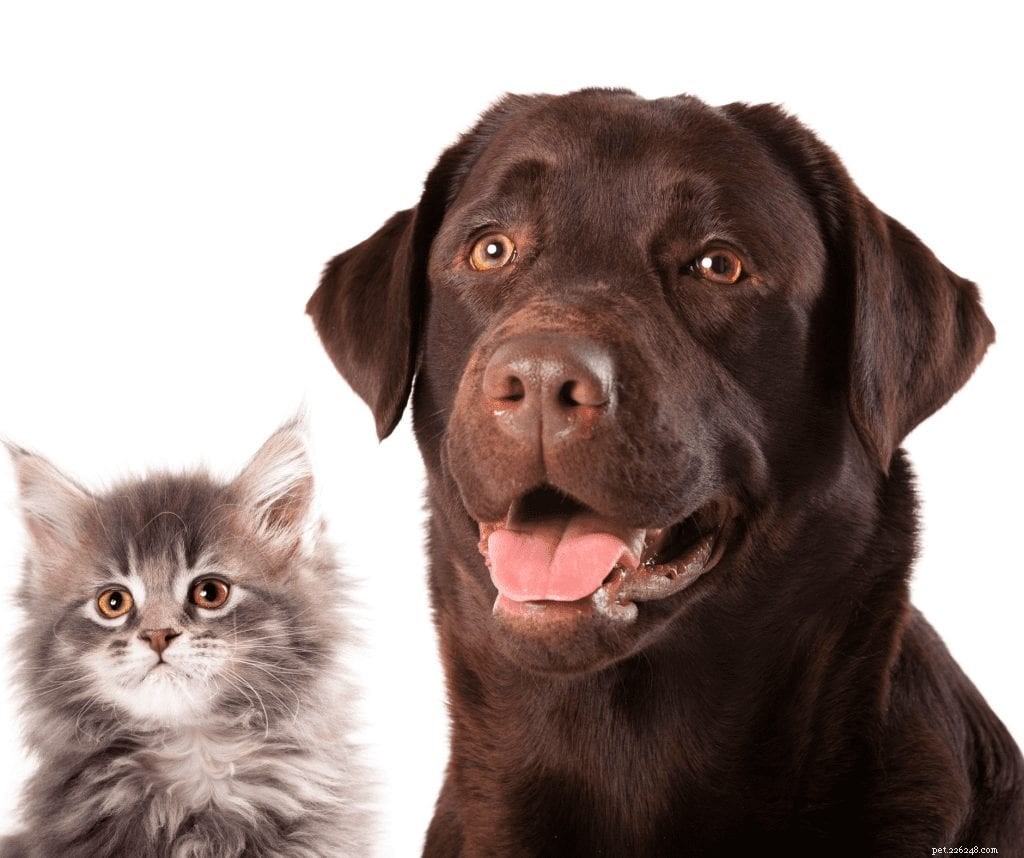 Waarom het adopteren van huisdieren nu zo populair is
