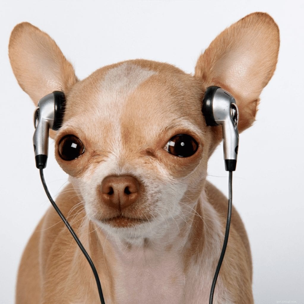 Spotify heeft een stressverlichtende podcast voor je huisdier ontwikkeld en we hebben alle details