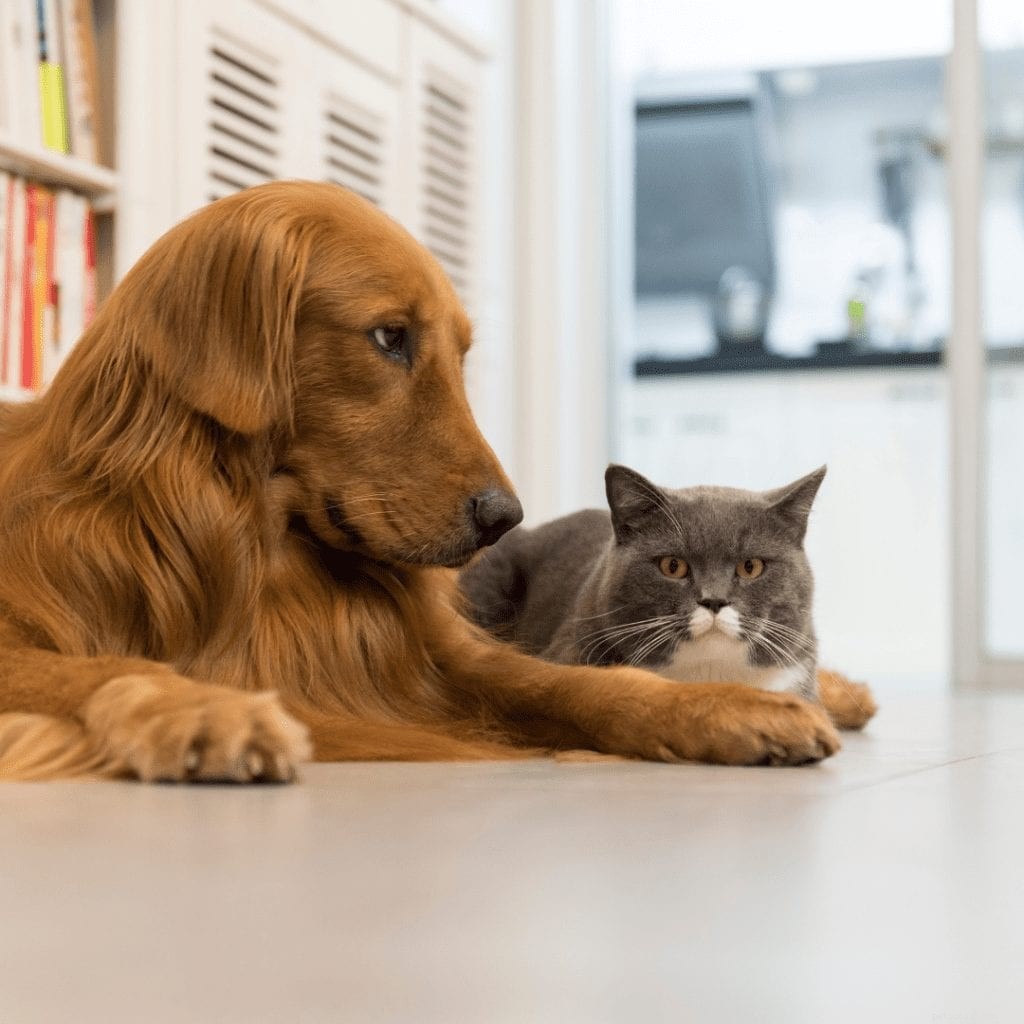 냄새 및 애완동물 얼룩 제거제 사용 방법(고양이와 강아지 모두)