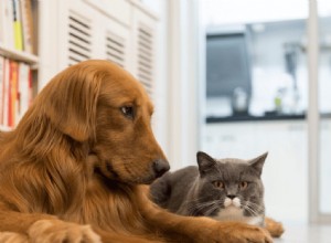 Como usar o removedor de odor e manchas de animais de estimação (para cães e gatos)