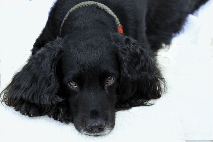 Tudo o que você precisa saber sobre todas as 15 raças de cães Spaniel