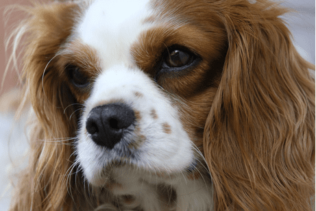 Все, что вам нужно знать обо всех 15 породах собак-спаниелей
