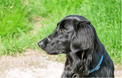 Tudo o que você precisa saber sobre todas as 15 raças de cães Spaniel