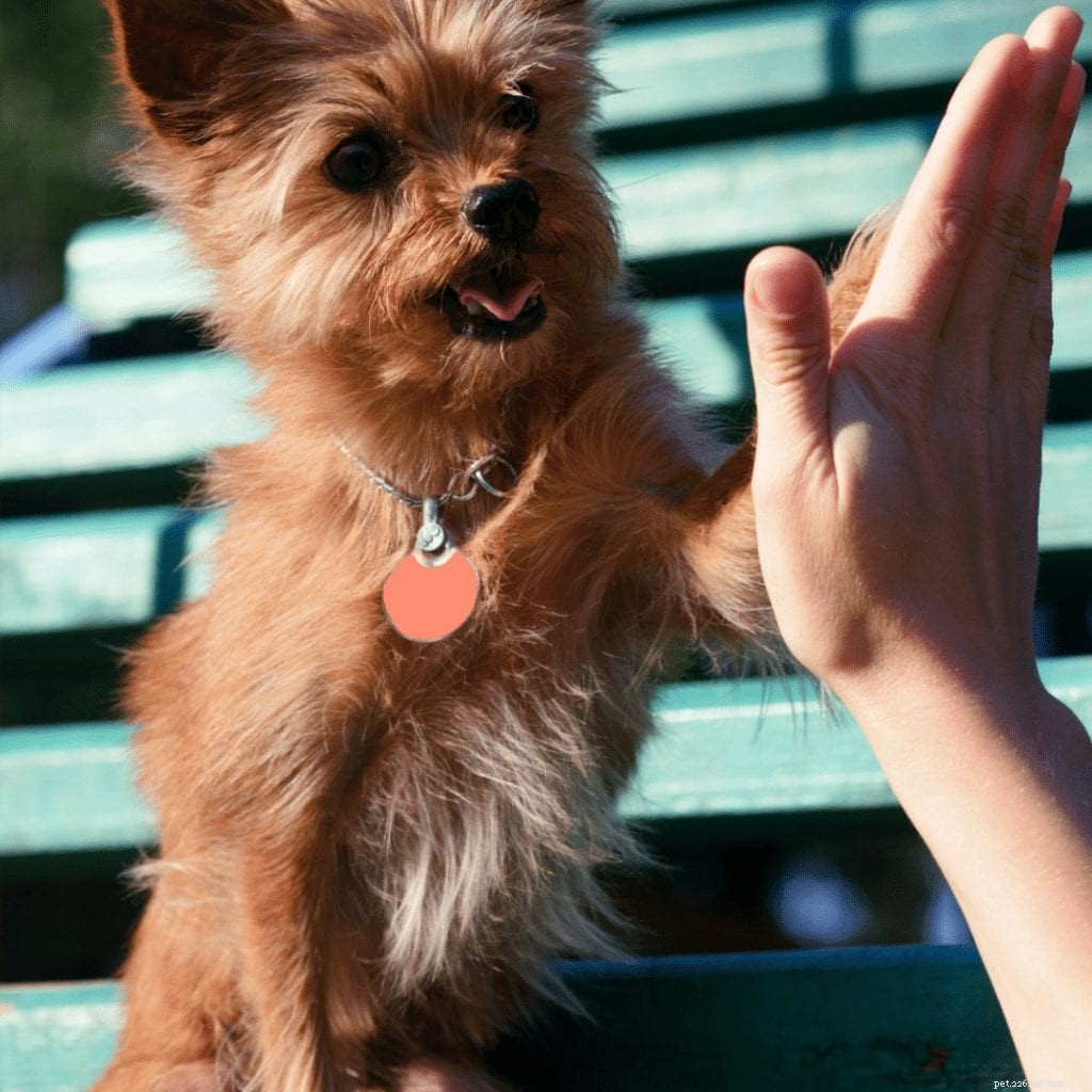 10 команд, которые должна знать каждая умная собака