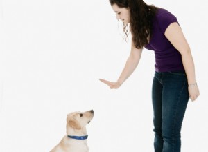 すべての賢い犬が知っておくべき10のコマンド 