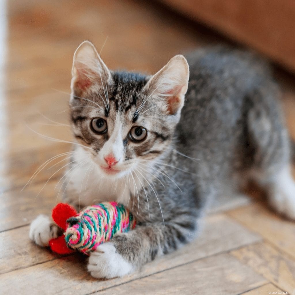 10 moderni giocattoli per gatti che devi vedere