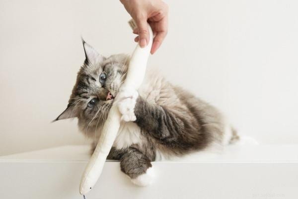 10 moderni giocattoli per gatti che devi vedere