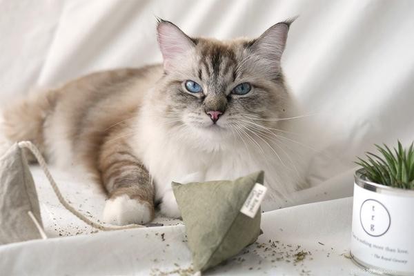 10 moderne kattenspeeltjes die je moet zien