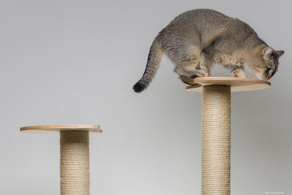 주요 선언문을 만드는 8가지 현대식 고양이 나무