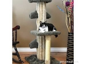 10 instagramových účtů, které můžete sledovat, jakmile si osvojíte kotě