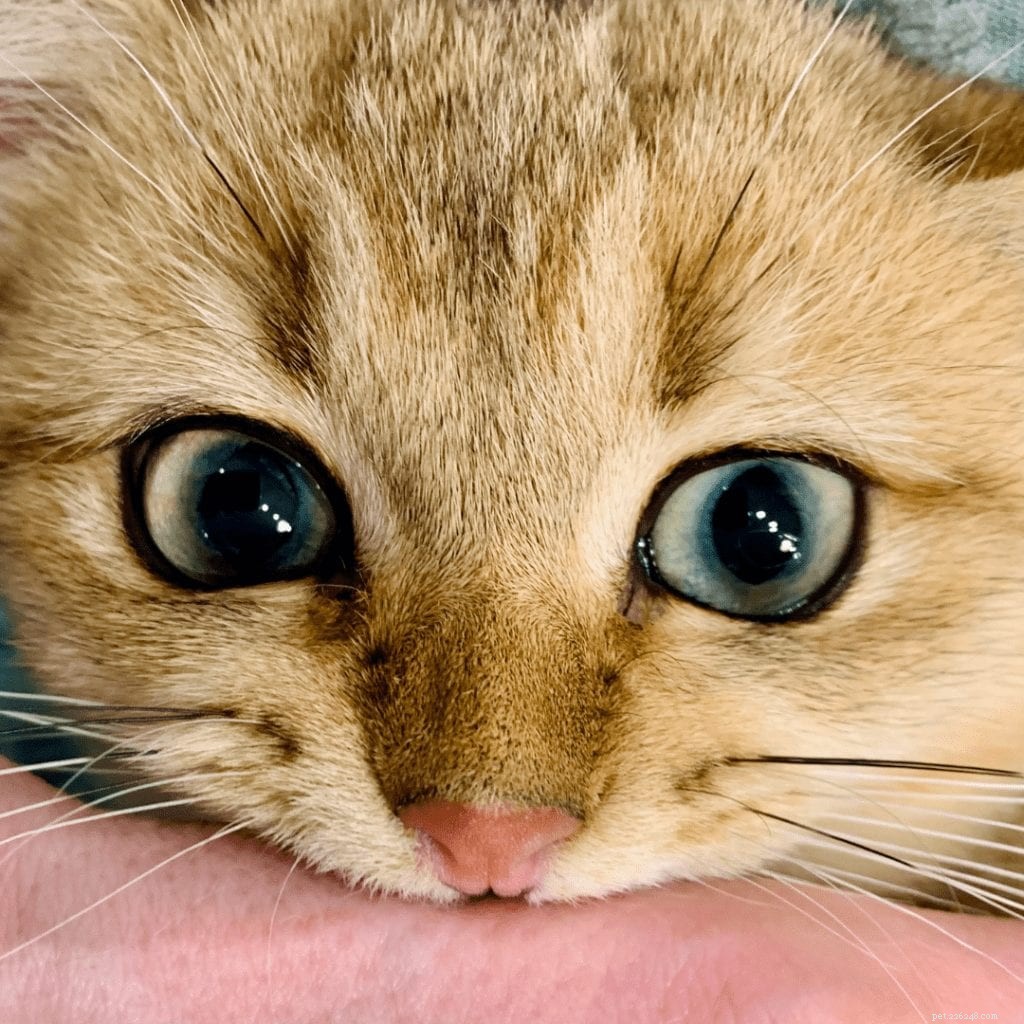 Pourquoi les bébés chatons mordent-ils autant ?