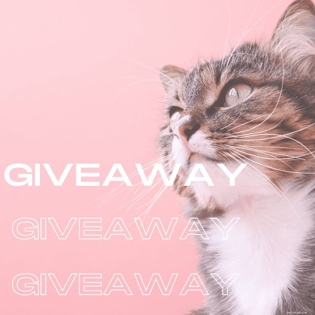 Vencedor anunciado:Sorteio fechado Kritter Kondo Pink Cat Enclosure