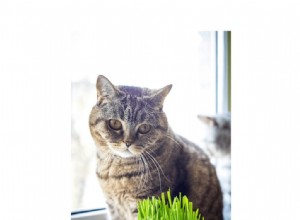 Vervagen Binnenshuis met buitengebruik van huisdierenmeubilair en dierenliefhebbersdecoratie