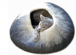 5가지 놀라운 친환경 고양이 침대