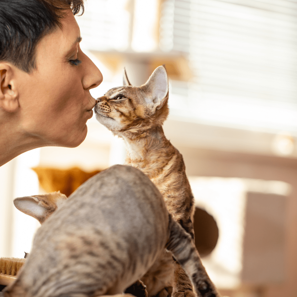 Como os gatos demonstram afeto pelos humanos? Meu gato me ama?
