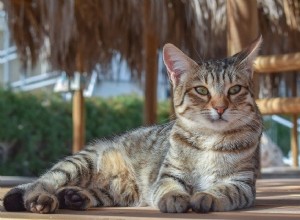 Als het bouwen van Catios geen optie is [2021 bijgewerkt]