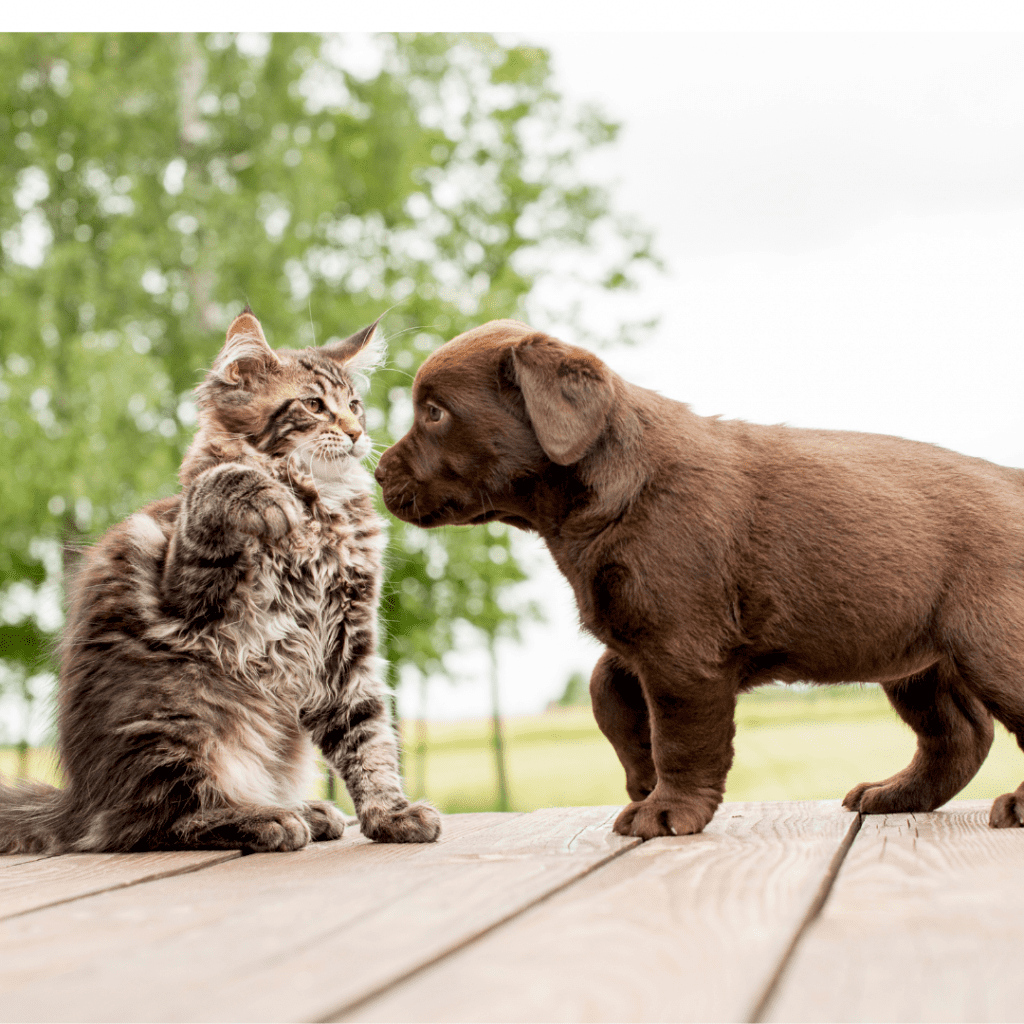 Kommer Maine Coon-katter överens med hundar?