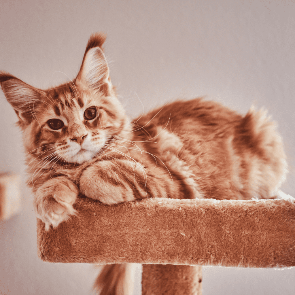 Soluções de móveis para gatos em apartamentos pequenos