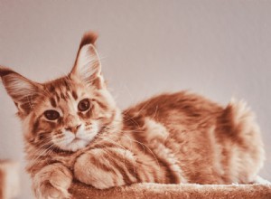 Meubeloplossingen voor katten in kleine appartementen