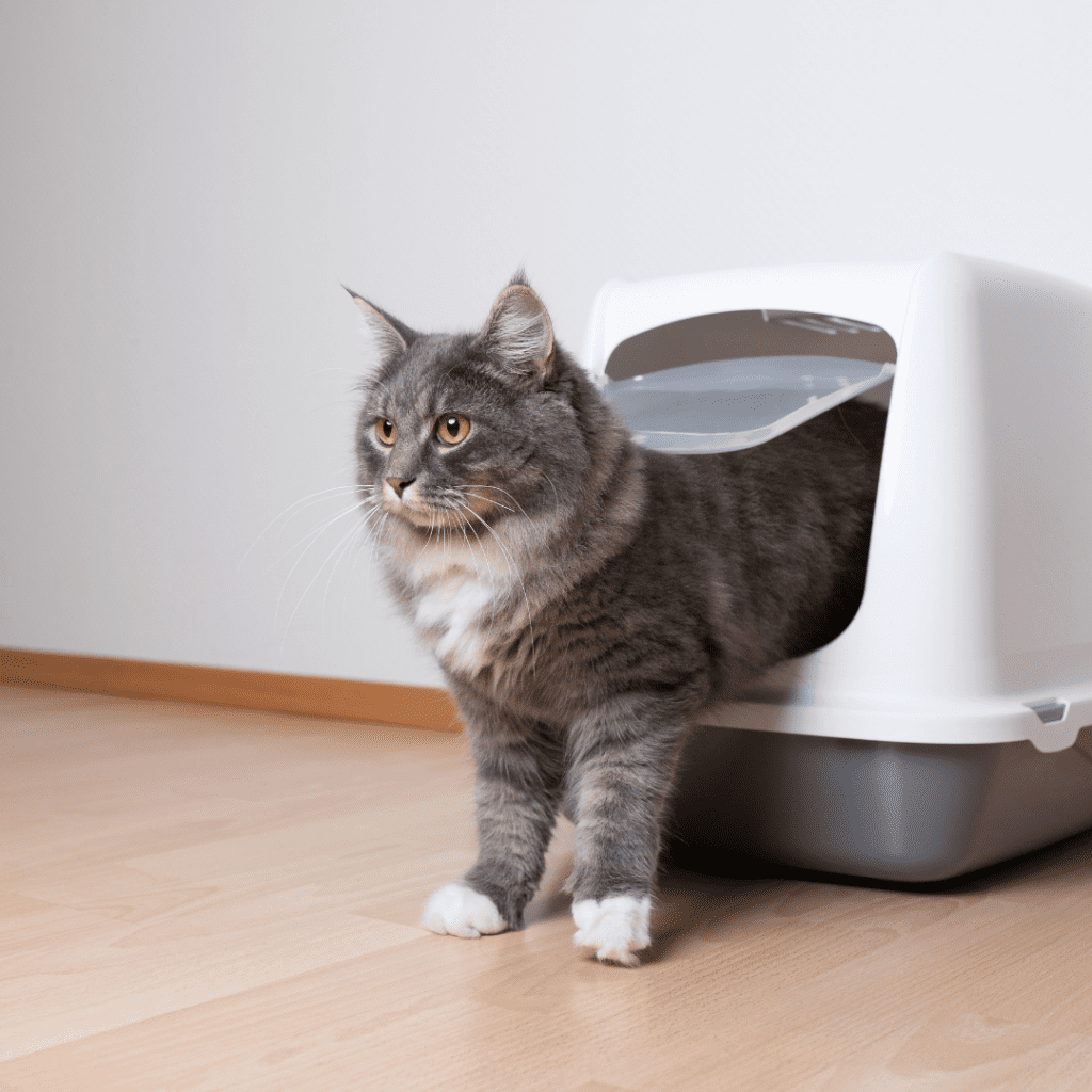 あなたの猫に彼らのプライバシーを取り戻す：犬をキティのトイレから遠ざける方法 