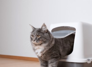 Je kat zijn privacy teruggeven:hoe je de hond uit de kattenbak kunt houden