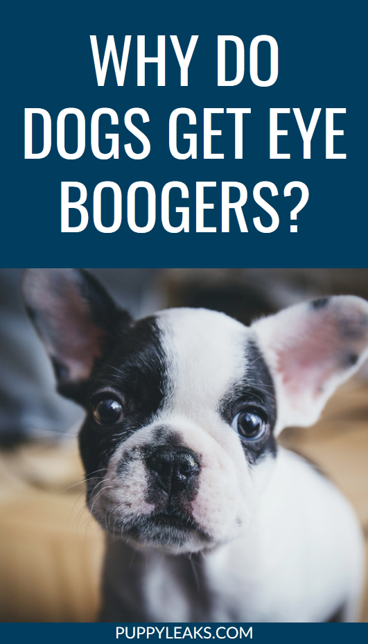 Por que os cães ficam com meleca nos olhos?