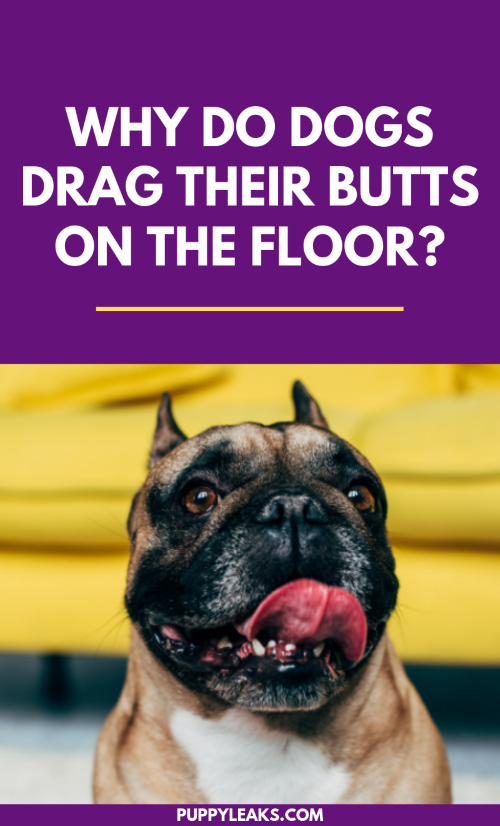 개가 바닥에서 엉덩이를 끄는 이유는 무엇입니까?