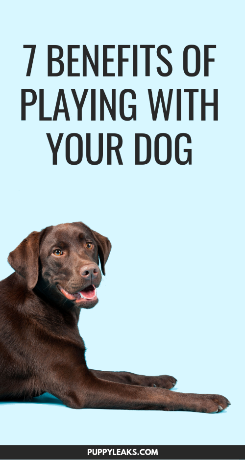 7 avantages de jouer avec votre chien