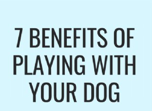 7 výhod hraní se psem