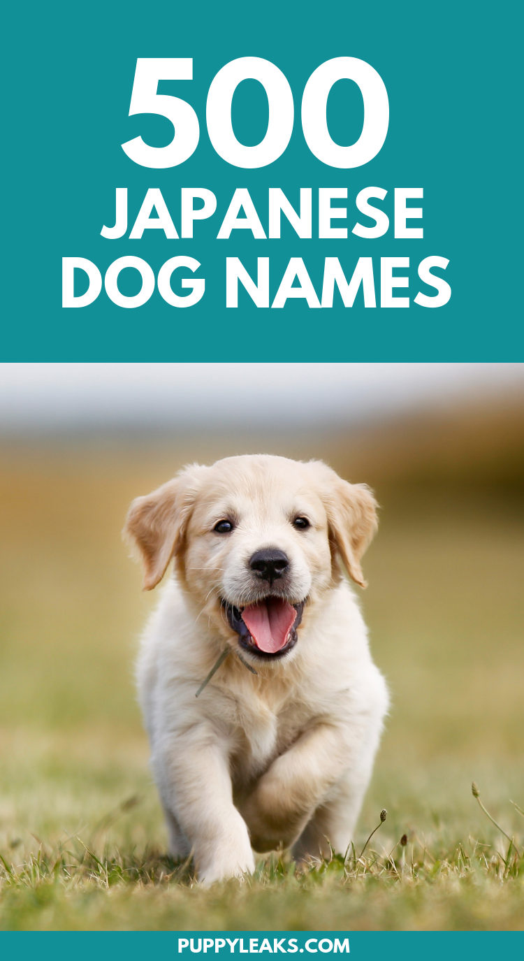 500 noms de chiens japonais