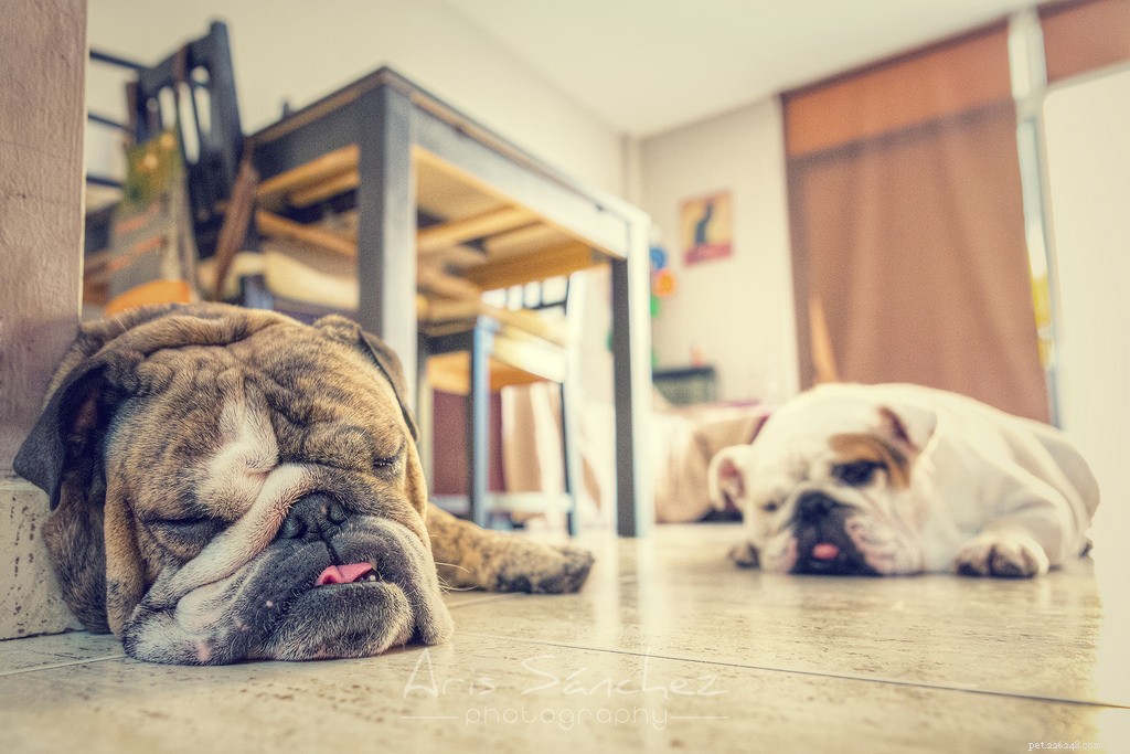 Десять самых ленивых пород собак