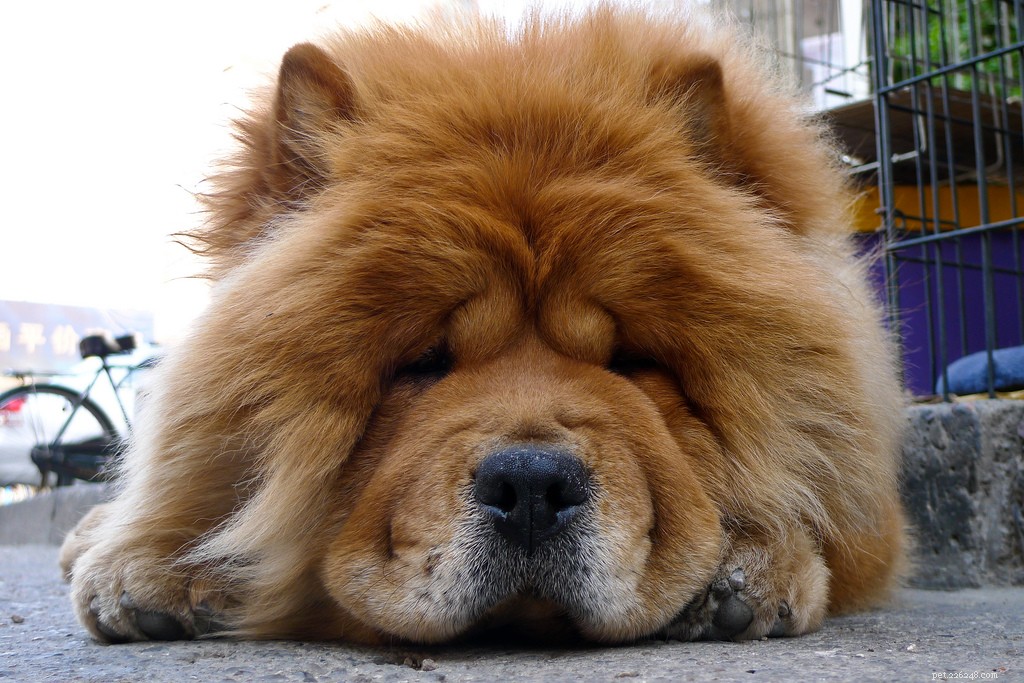Les dix races de chiens les plus paresseux