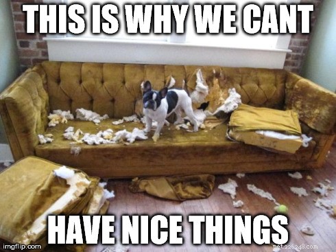 11 psích memů:To je důvod, proč nemůžeme mít hezké věci
