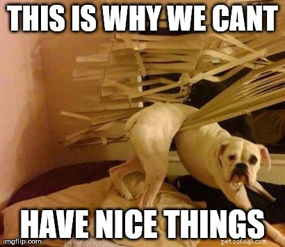 11 hondenmemes:dit is waarom we geen leuke dingen kunnen hebben