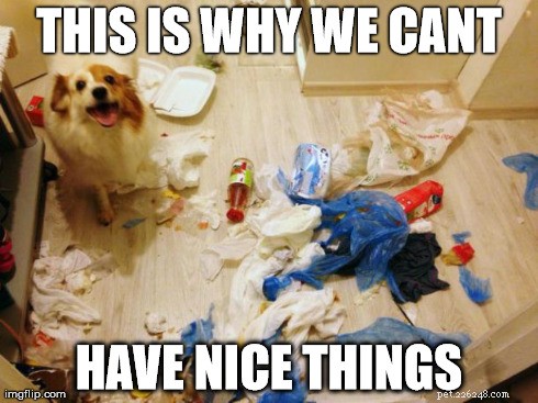 11 mèmes de chiens :voici pourquoi nous ne pouvons pas avoir de belles choses