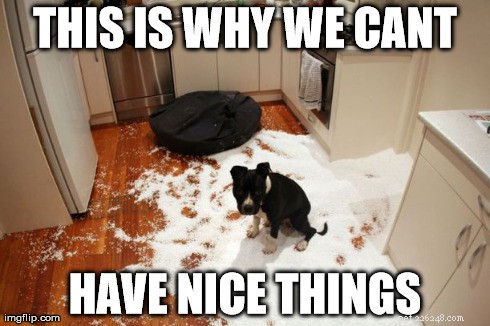 11 mèmes de chiens :voici pourquoi nous ne pouvons pas avoir de belles choses