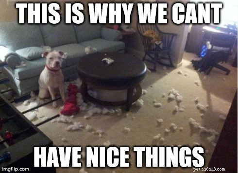 11犬のミーム：これが私たちが良いものを持てない理由です 