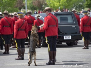 Убитая полицейская собака горных гор останется в RCMP