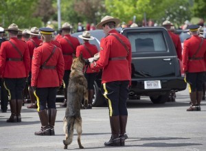 Убитая полицейская собака горных гор останется в RCMP