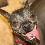 2014年世界で最も醜い犬のコンテスト 