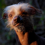 Concurso de cachorro mais feio do mundo 2014