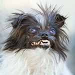 2014年世界で最も醜い犬のコンテスト 